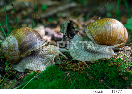Large white clam snails with brown striped shells crawling on green moss Large white clam snails with brown striped shells crawling on green moss 139277192