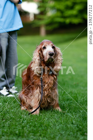 Elderly Cocker Spaniel on a Leash Sitting on Green Grass in the Park 139277212