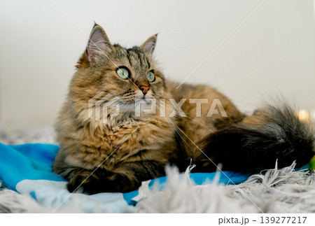 A fluffy cat lies on the rug and carefully watches what is happening around A fluffy cat lies on the rug and carefully watches what is happening around 139277217