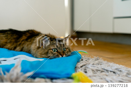 Cute fluffy domestic cat carefully watches from a toy while playing Cute fluffy domestic cat carefully watches from a toy while playing 139277218