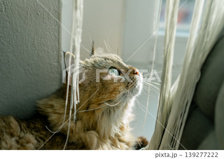 Domestic cat lies on a bar stool near the window in the sunlight Domestic cat lies on a bar stool near the window in the sunlight 139277222
