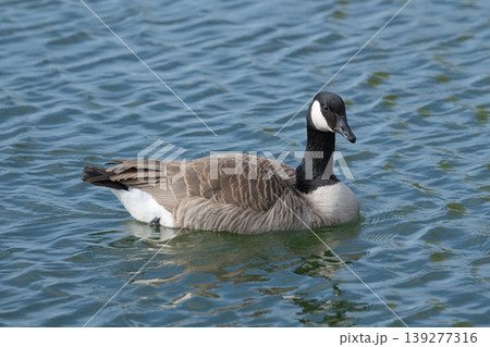 Canada Goose Swimming On Lake Canada Goose Swimming On Lake 139277316