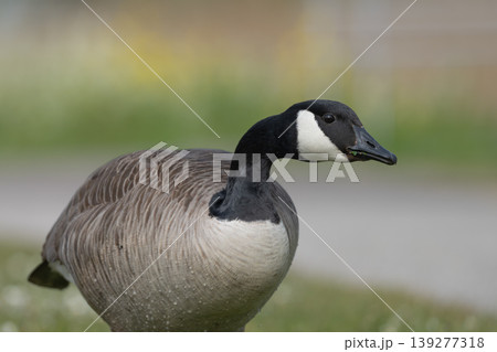Canada Goose Feeding On Grass Canada Goose Feeding On Grass 139277318