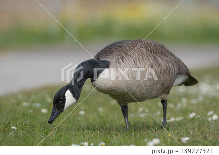 Canada Goose Feeding On Grass Canada Goose Feeding On Grass 139277321