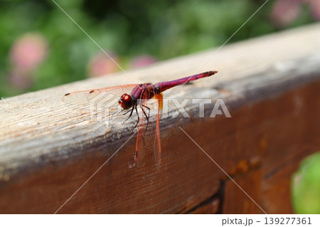 A small dragonfly living among the leaves 139277361