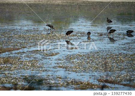 Black ibis, Plegadis falcinellus, is a bird with a long, curved beak that generally lives in humid areas  139277430