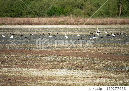 Black ibis and white herons searching for food in wetlands 139277458