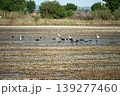 Black ibis and white herons searching for food in wetlands 139277460