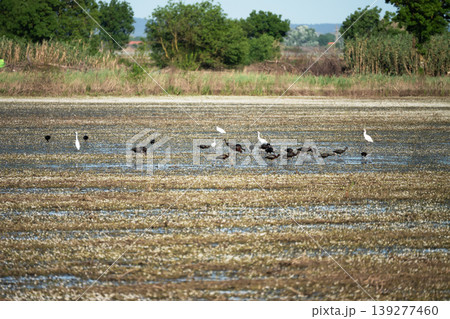 Black ibis and white herons searching for food in wetlands 139277460
