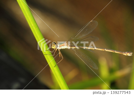 A small dragonfly living among the leaves A small dragonfly living among the leaves 139277543