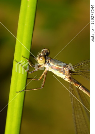 A small dragonfly living among the leaves A small dragonfly living among the leaves 139277544