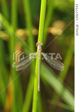 A small dragonfly living among the leaves A small dragonfly living among the leaves 139277545