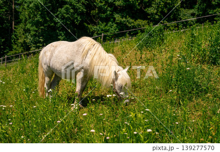 A white pony grazes on a farm among the Alpine mountains. Farm animals A white pony grazes on a farm among the Alpine mountains. Farm animals 139277570