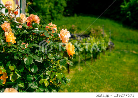 View of blooming orange roses against the backdrop of rows of vineyards. View of blooming orange roses against the backdrop of rows of vineyards. 139277573