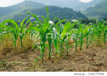 A field with young green corn against the backdrop of the Austrian Alps A field with young green corn against the backdrop of the Austrian Alps 139277594