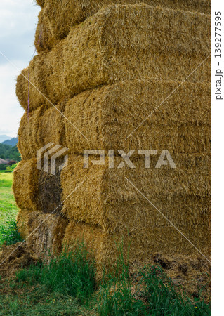 A pile of hay. Straw for the farmer's field. The hay is tightly tied into a bale A pile of hay. Straw for the farmer's field. The hay is tightly tied into a bale 139277595