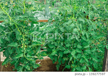 Tomato plants in greenhouse. Green unripe tomatoes growing in greenhouse. Tomato plants in greenhouse. Green unripe tomatoes growing in greenhouse. 139277597