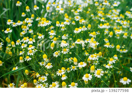 Pharmacy chamomile for chamomile tea. Medicinal plant. Blooming field daisies Pharmacy chamomile for chamomile tea. Medicinal plant. Blooming field daisies 139277598