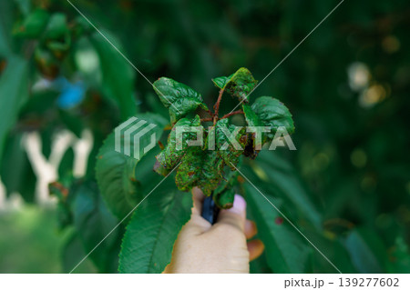 Green cherry leaves covered with a colony of aphids. Insect pests. Plant disease 139277602