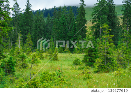 Young spruce trees in a small forest clearing against a background of mountains Young spruce trees in a small forest clearing against a background of mountains 139277619