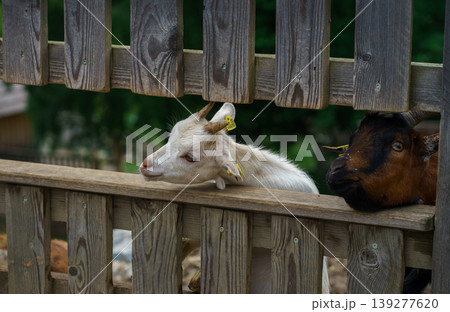 A curious white baby goat looks through a wooden fence waiting to be fed 139277620