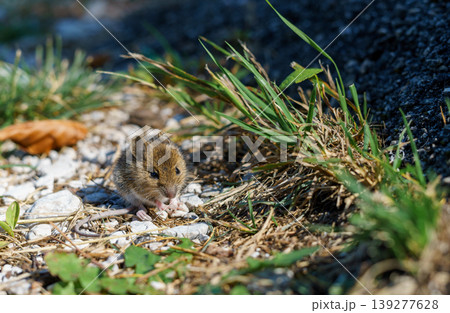 A small brown mouse sits on the ground, looking curiously at the camera 139277628