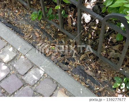 Pavement Next to a Causeway With Leaves and a Fence in a Sunny Outdoor Area 139277677