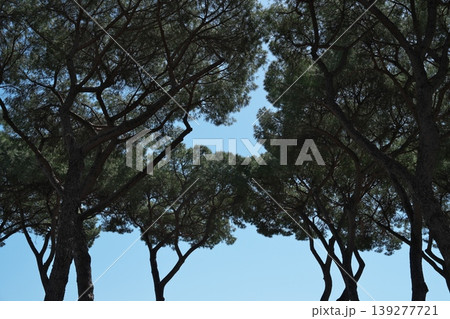イタリアカサマツ イタリアカサマツ 139277721