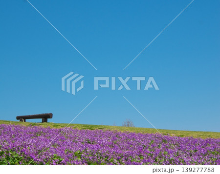 美しいピンクの花 美しいピンクの花 139277788