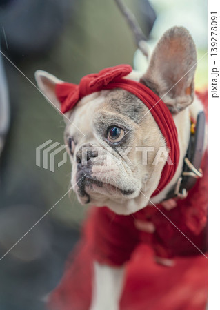 French bulldog portrait shows pet wearing red bow headband and costume, creating dog fashion look. Concept of bulldog styling, pet accessories, celebration outfit, grooming, companion care French bulldog portrait shows pet wearing red bow headband and costume, creating dog fashion look. Concept of bulldog styling, pet accessories, celebration outfit, grooming, companion care 139278091