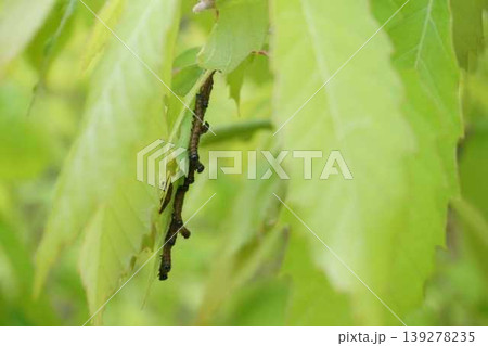 ドクガと思われる幼虫 集団で葉を食害する様子 ドクガと思われる幼虫 集団で葉を食害する様子 139278235