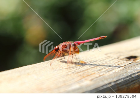 Cute little dragonfly Cute little dragonfly 139278304