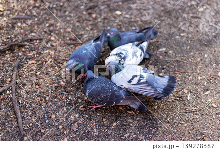 Group of pigeons eating food on the ground. Birds gathering together to forage for seeds in a city park. Urban wildlife behavior and nature interaction in a public area outdoors. Group of pigeons eating food on the ground. Birds gathering together to forage for seeds in a city park. Urban wildlife behavior and nature interaction in a public area outdoors. 139278387