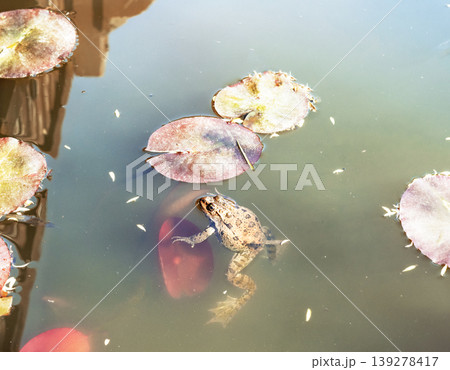 marsh frog close up in pond water or lake among leaves of water lilies Rana or Pelophylax ridibundus wild animals zoology amphibian selective focus 139278417