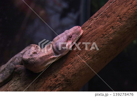 Serpent with light scales resting on a textured tree branch in a dimly lit setting Serpent with light scales resting on a textured tree branch in a dimly lit setting 139278476