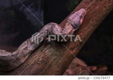 Captivating scaly snake resting on a textured tree branch in a dark forest habitat Captivating scaly snake resting on a textured tree branch in a dark forest habitat 139278477