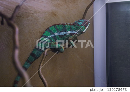 Vibrant green chameleon perched on a branch inside a modern terrarium environment Vibrant green chameleon perched on a branch inside a modern terrarium environment 139278478