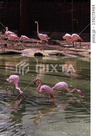 Flamingos wading and standing in a tranquil pond environment with reflections Flamingos wading and standing in a tranquil pond environment with reflections 139278484