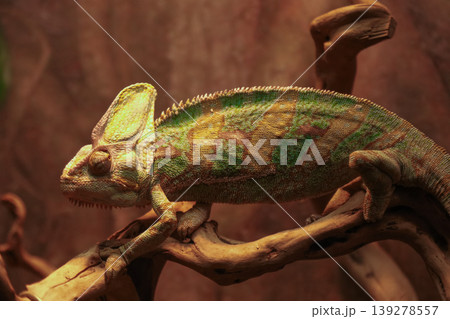 Vibrant chameleon with textured skin perched on natural branch in warm environment 139278557
