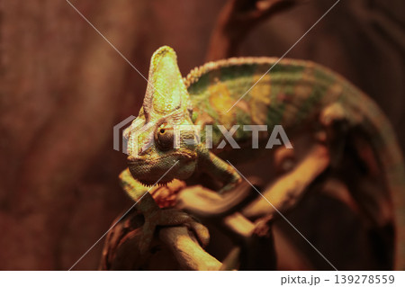 Veiled chameleon with vibrant scales perched on natural branch against a warm blurred background 139278559