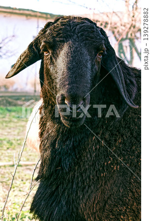 Close-up of a ram on a farm Close-up of a ram on a farm 139278882