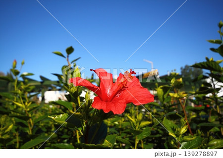 red rose in the garden red rose in the garden 139278897