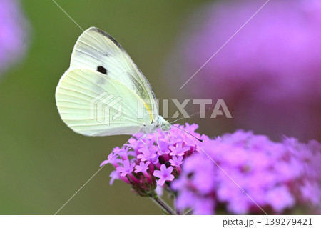 モンシロチョウ(Small Cabbage White) モンシロチョウ(Small Cabbage White) 139279421