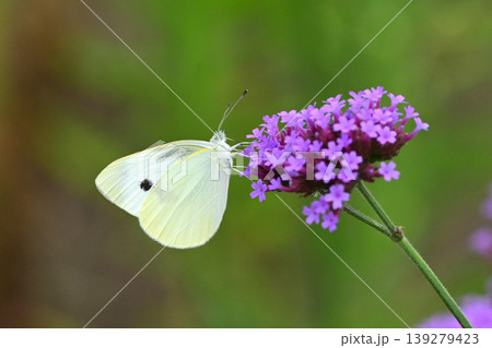 モンシロチョウ(Small Cabbage White) 139279423