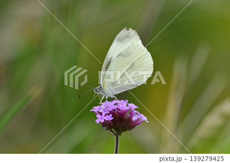 モンシロチョウ(Small Cabbage White) モンシロチョウ(Small Cabbage White) 139279425