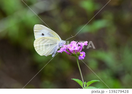 モンシロチョウ(Small Cabbage White) モンシロチョウ(Small Cabbage White) 139279428