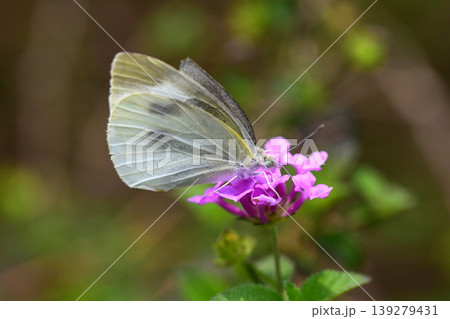 モンシロチョウ(Small Cabbage White) 139279431