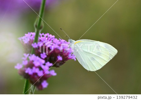 モンシロチョウ(Small Cabbage White) モンシロチョウ(Small Cabbage White) 139279432