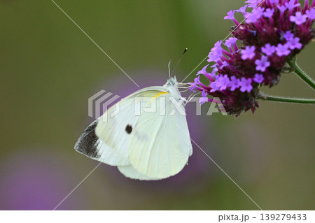 モンシロチョウ(Small Cabbage White) モンシロチョウ(Small Cabbage White) 139279433