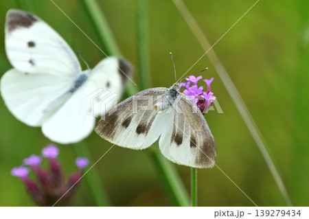 モンシロチョウ(Small Cabbage White) モンシロチョウ(Small Cabbage White) 139279434